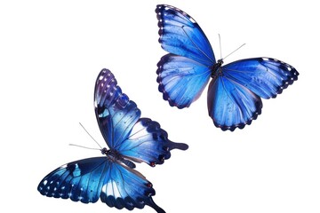 Two blue butterflies flying together. Perfect for nature and wildlife themed projects