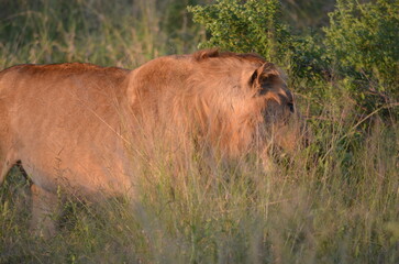Lion