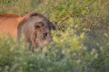 Lion