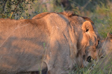 Lion