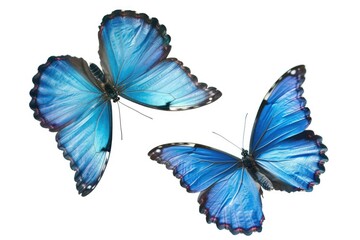 Two blue butterflies perched on a white surface, perfect for nature-themed designs
