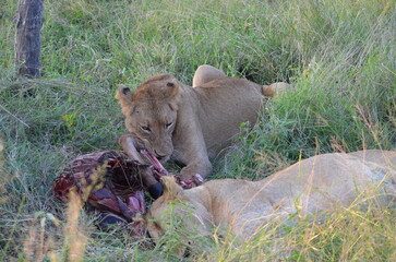 Lion