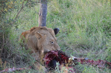 Lion