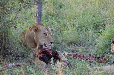 Lion