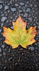 Vibrant Autumn Leaf on Gravel