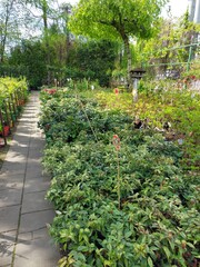 W sklepie ogrodniczym - kupno sadzonek  © tomo81