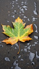 Autumn Maple Leaf on Wet Pavement