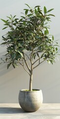 plants tree pot, 3D realistic tree with leaves