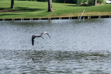 Bird flying over lake