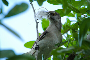 bird on a branch building a nest