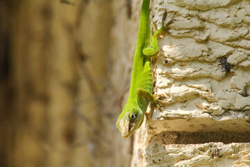 Close-up of green lizard on side of the house