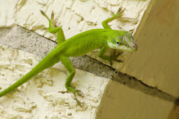 Close-up of green lizard on side of the house