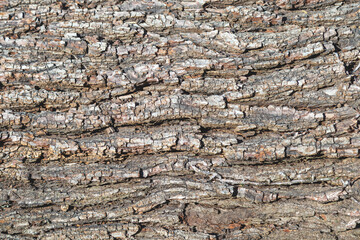 tree bark closeup, natural background