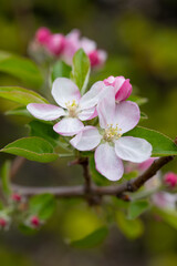 Macro Close-Up Apple Blossom Flowers before Becoming Fruits