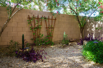 Morning pattern of lights and shadows with green, purple and red colors of xeriscaped desert garden...