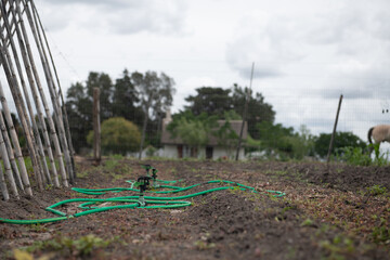 Fototapeta premium A green hose is laying on the ground in a field farm growing crop field