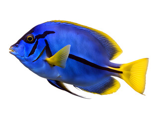 Blue Tang Isolated on Transparent Background
