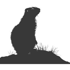 Obraz premium Silhouette marmot animal black color only full body