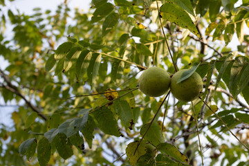 Two green walnut seed pods in a walnut tree. 