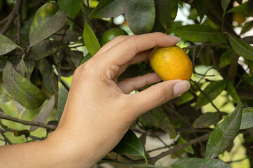 harvesting delicious tangerine, agriculture and occupation, healthy food with vitamin C, fruit tree...