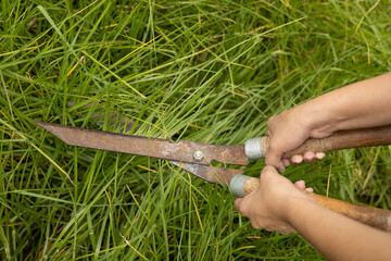Obraz premium using garden shears person cutting the grass, garden maintenance, use of work tools and occupation with nature