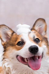 Girl bathes a Pembroke Welsh Corgi puppy in the shower. Funny dog with his tongue hanging out and foam on his head. Happy little dog. Concept of care, animal life, health, show, dog breed