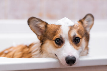 Girl bathes Pembroke Welsh Corgi puppy in the shower. Funny dog with foam on his head. Happy little dog. Concept of care, animal life, health, show, dog breed