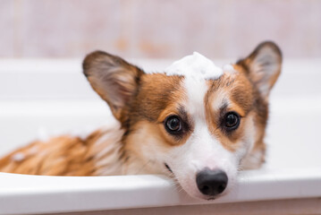Girl bathes Pembroke Welsh Corgi puppy in the shower. Funny dog with foam on his head. Happy little...