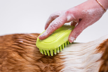 Girl bathes a Pembroke Welsh Corgi puppy in the shower. Combs the dog's fur with a silicone safety...