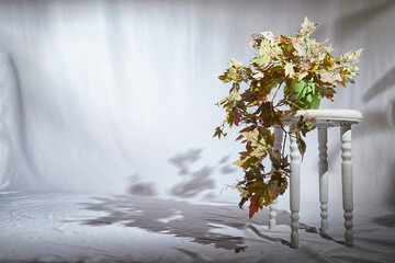 A potted plant with vibrant autumn leaves is bathed in soft sunlight, casting a delicate shadow on...
