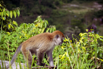 Macaca fascicularis, also known as the long-tailed macaque or Monyet Ekor Panjang, is living in the beautiful Sianok Grand Canyon, Bukittinggi, West Sumatera.