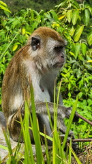 Macaca fascicularis, also known as the long-tailed macaque or Monyet Ekor Panjang, is living in the beautiful Sianok Grand Canyon, Bukittinggi, West Sumatera