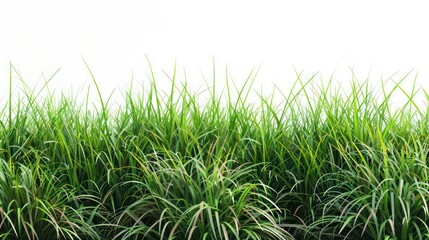 Obraz premium Lush grass under bright sky, vibrant backdrop, natural scenery energized.