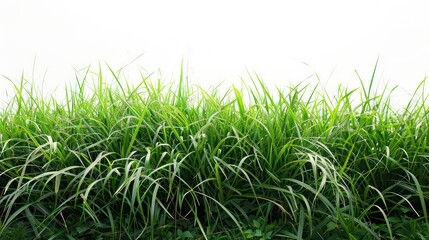 Obraz premium Lush grass under bright sky, vibrant backdrop, natural scenery energized.
