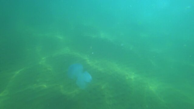 Jellyfish Rootlet in the sea. A large blue jellyfish with a large cap with a dark blue border and tentacles swims in the sea. A marine inhabitant. The most dangerous jellyfish of the Black Sea. 4К