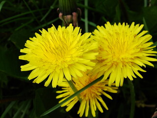 Kwiaty w ogrodzie i na łące © tomo81