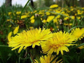 Kwiaty w ogrodzie i na łące © tomo81