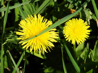 Kwiaty w ogrodzie i na łące © tomo81