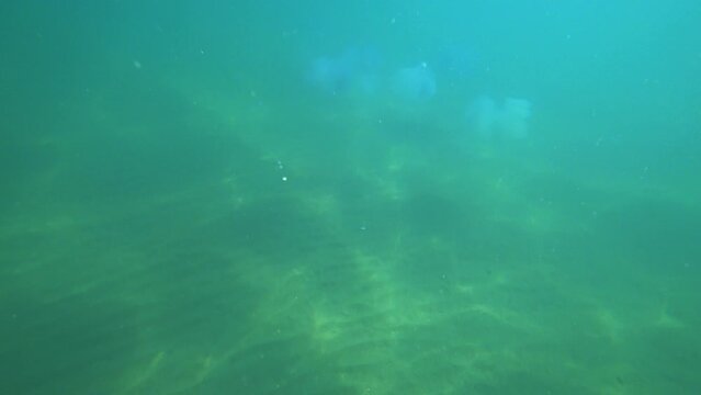 Jellyfish Rootlet in the sea. A large blue jellyfish with a large cap with a dark blue border and tentacles swims in the sea. A marine inhabitant. The most dangerous jellyfish of the Black Sea	