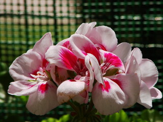 Kwiaty w ogrodzie i na łące © tomo81