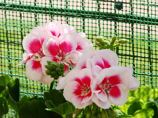 Kwiaty w ogrodzie i na łące © tomo81