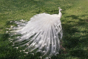 Beautiful white peacock bird with a magnificent tail © AlienCat