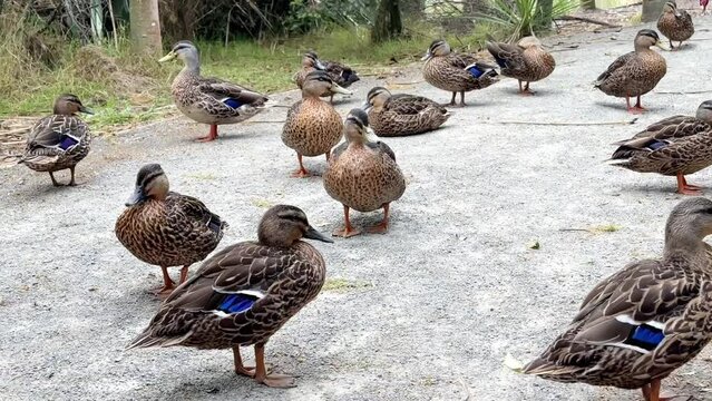 A flock of ducks walks along a path in the woods by the pond. 