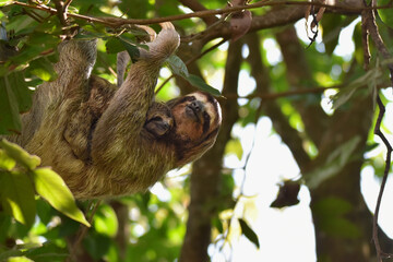 Close-up of three-toed sloth with baby 