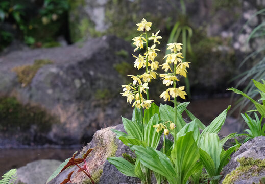 木陰で咲くエビネラン