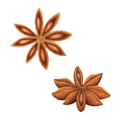 Set of watercolor fruit and seeds of star anise isolated on white background. Spices for cooking and drinks. Hand painted illustration. For packaging, menus, cards, printing, invitations