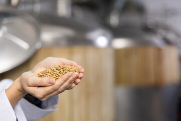 Closeup of handful of malted barley grain in hands of female brewmaster. Concept of natural raw...