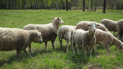 Obraz na płótnie Canvas The sheeps on the field