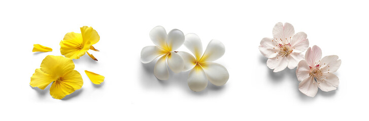 collection set of flowers of cherry blossom, orchid, frangipani, plumeria petals for bouquet and...