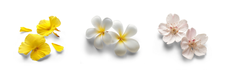 collection set of flowers of cherry blossom, orchid, frangipani, plumeria petals for bouquet and spa romantic and spring - summer bloom concepts, isolated cutout of transparent png background